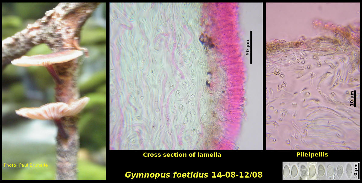 Picture of Gymnopus foetidus